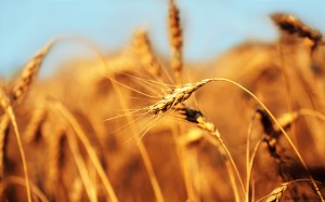spike-field-corn-wheat